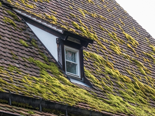 How to Get Rid of Moss on Your Roof